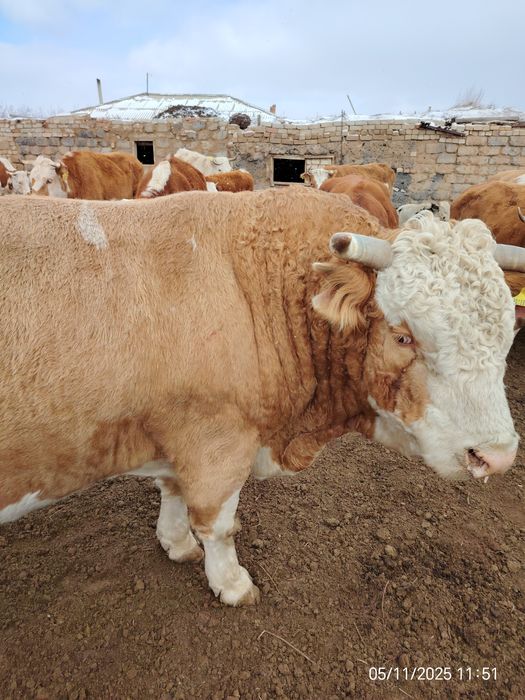 Бұқа сатам бағасы 1милион 200мын