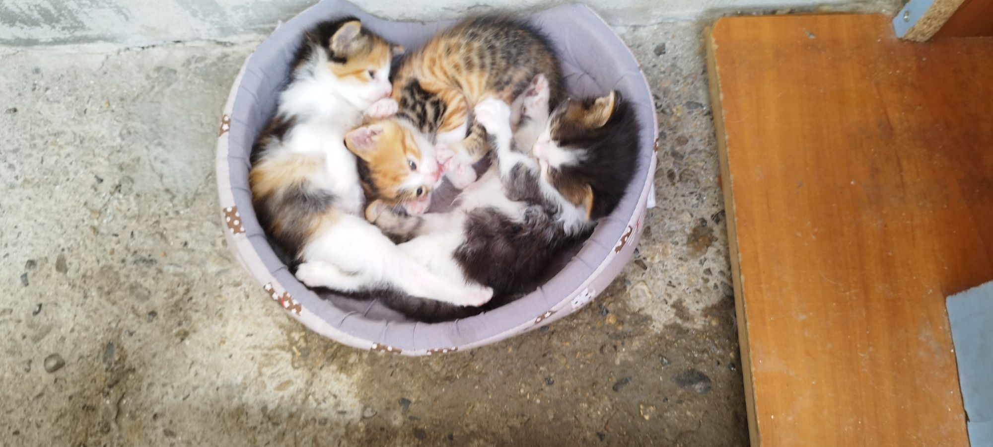 Малки    котенца