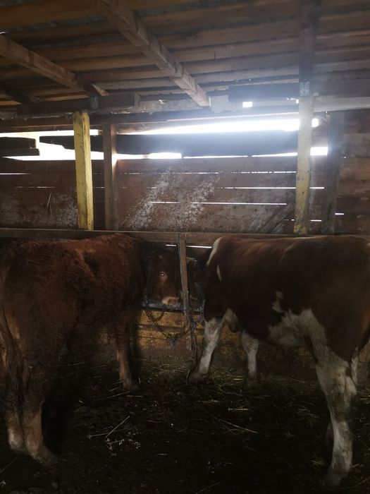 Vand 2 tauri de rasa