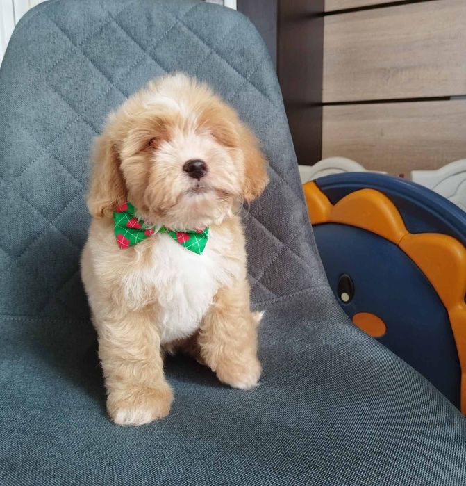 Shih-poo dogs/mini poodle