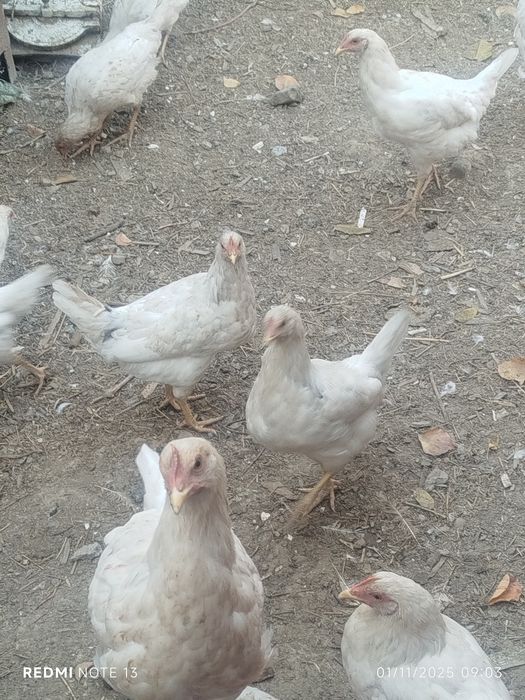 Loman sendi jo'ja tovuqlari sotiladi 60mindan