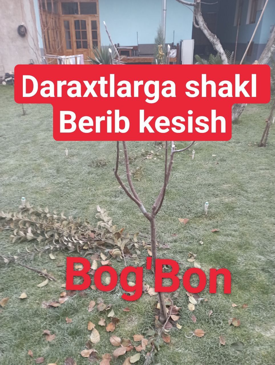 Daraxt kesish shakil berish