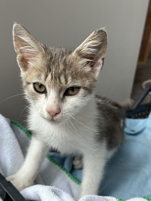Търси се дом за мъничко котенце (около 2 месеца)