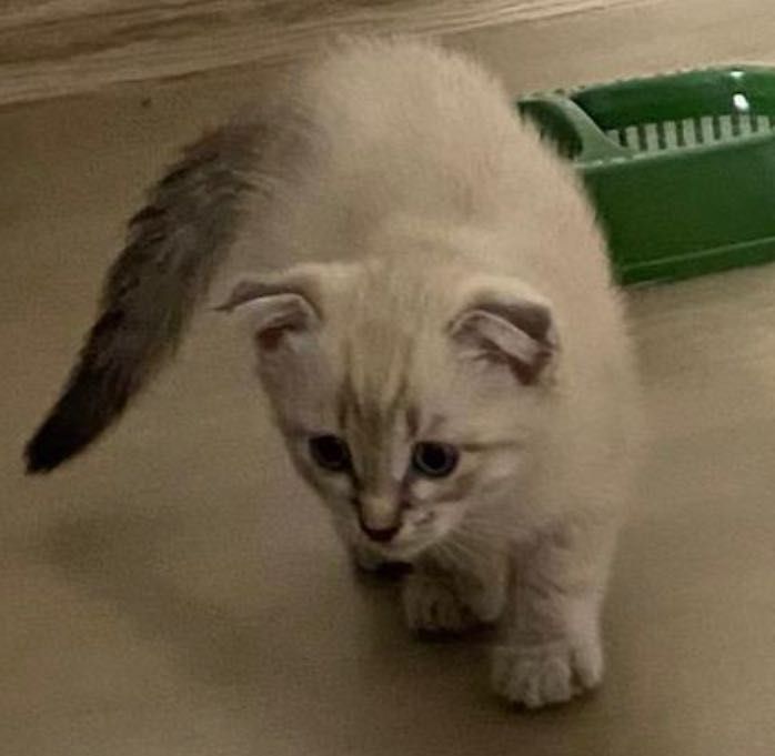 Продается котенок