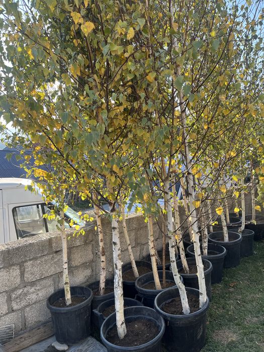 Vand mesteacan tei mirositor artar platan