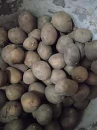 Семенной картофель продам