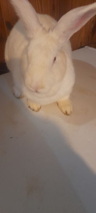 Vand iepuroaica haycol