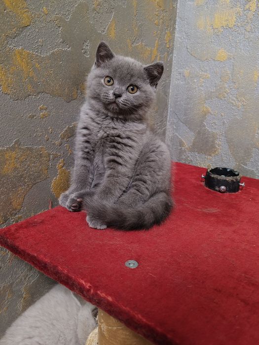 Британски късокосмести котета