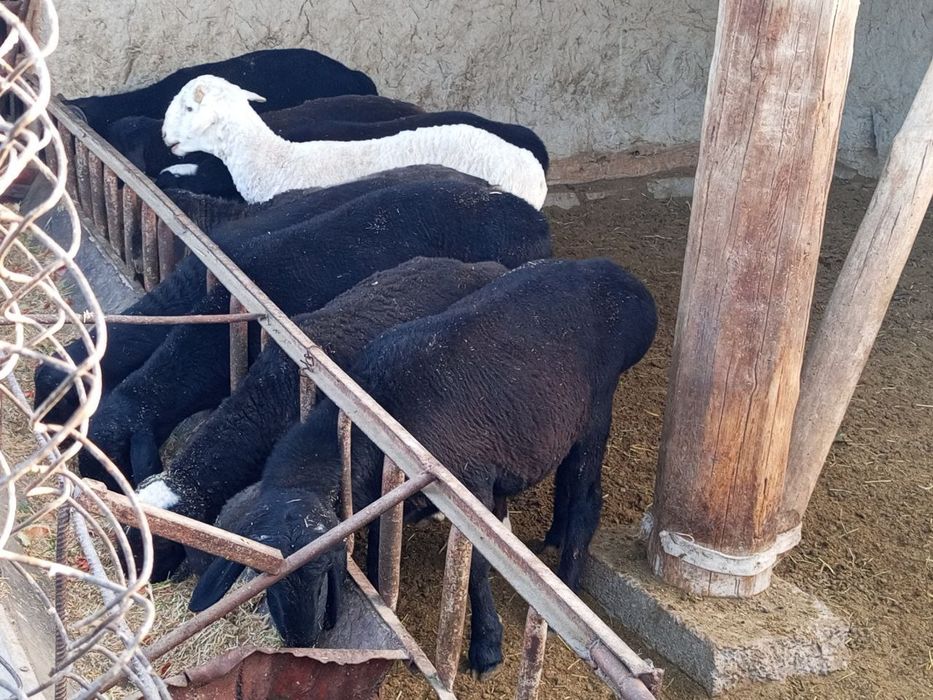 Qoʻchqor barralar sotiladi.Kelishilgan narxlarda