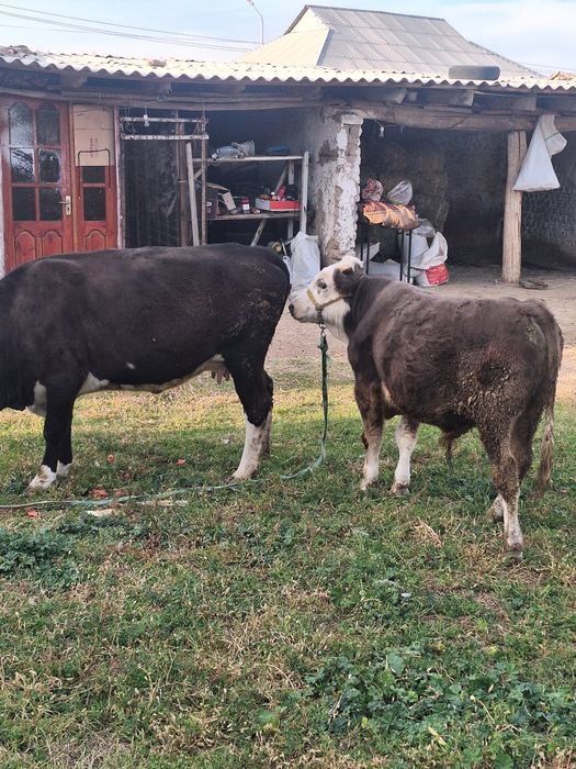 Парода аулиекол бузауы бука
