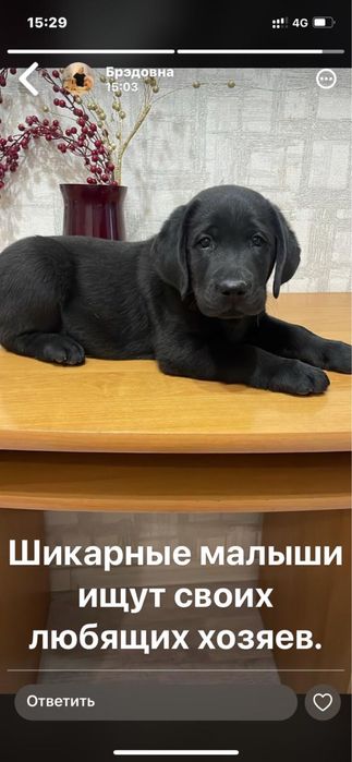 Продам щенков породы «Лабрадор-ретривер»