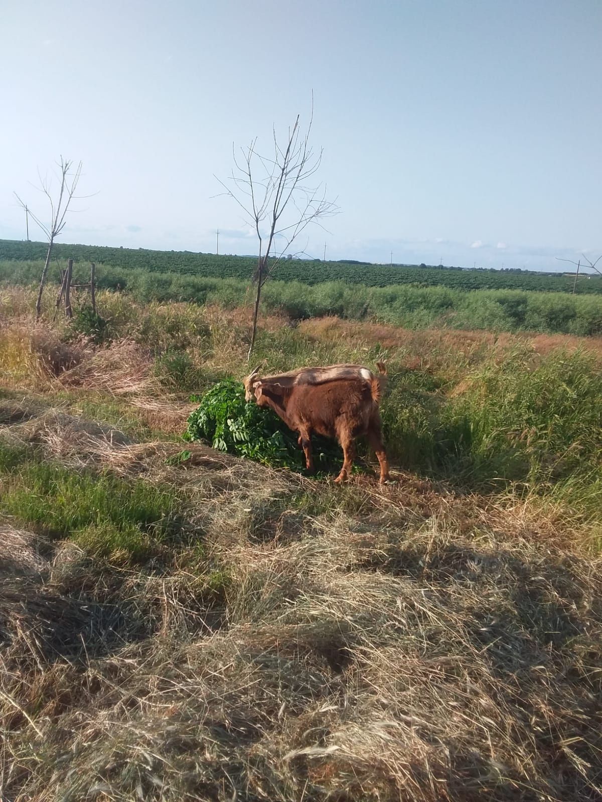 Vând țăpișori și o iediță