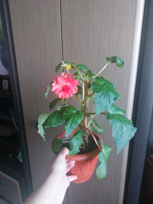 Комнатные цветы разные