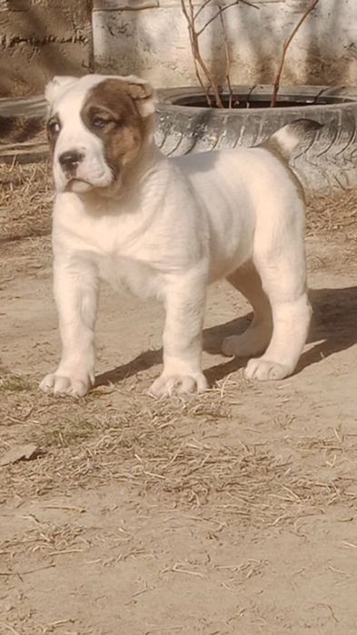 Кушик ургашы сатлады