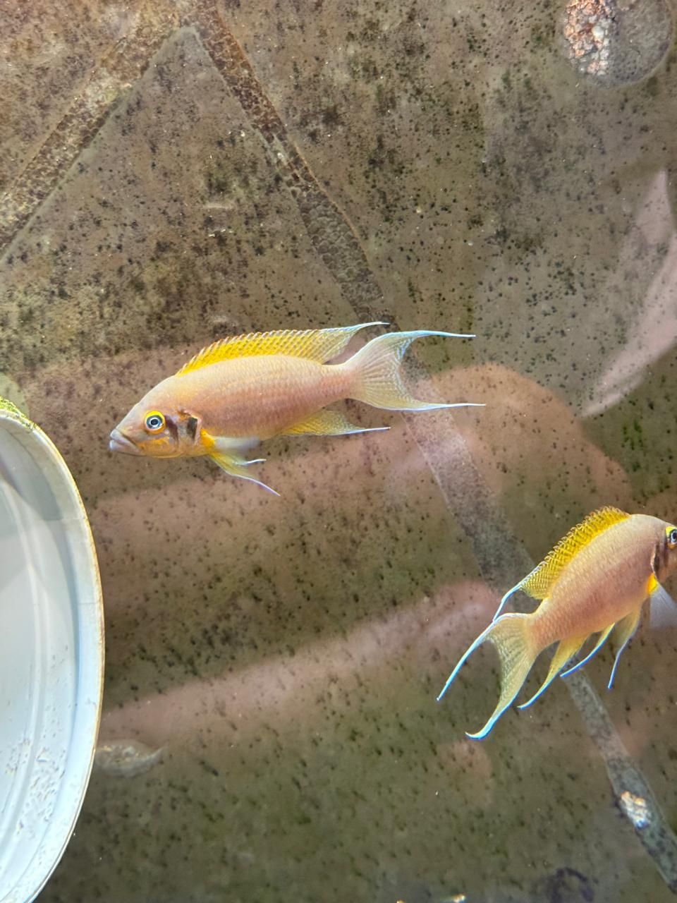 Lamprologus sp."daffodil