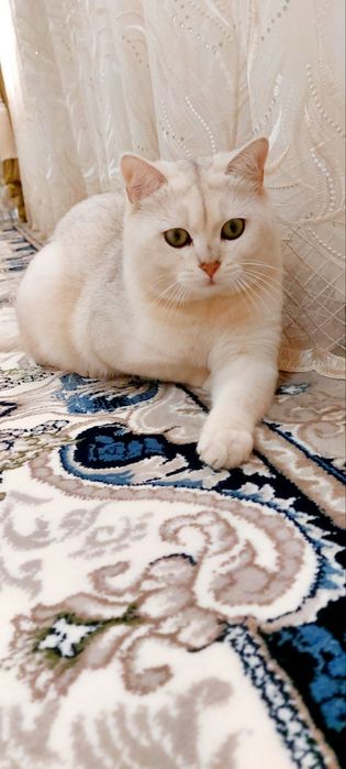 Вияска хизмати — Зотдор Бритиш Шиншилла эркак мушук