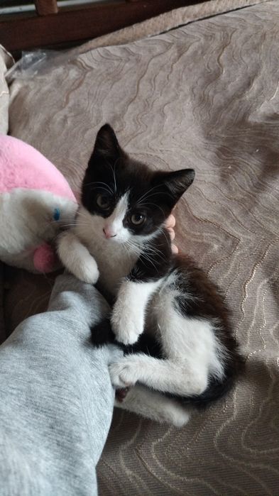 Котенок, девочка