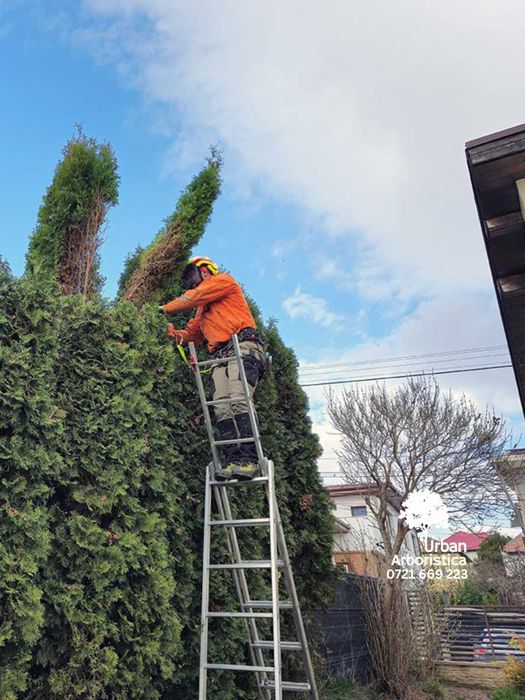 ARBORISTICA.RO Toaletare Doborare Defrisare arbori copaci pomi Arad