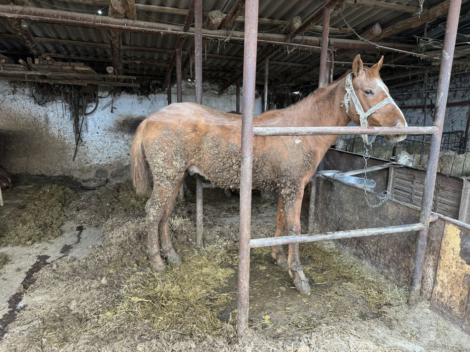 Продам лошадь. Жылқы сатамын құнан.
