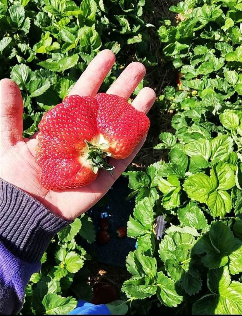 Продавм расът корени. От ягоди и малини