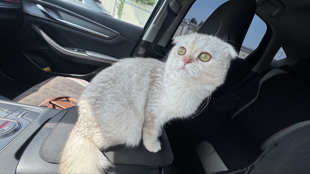Кошка скотиш фолд (окрас шиншилла)