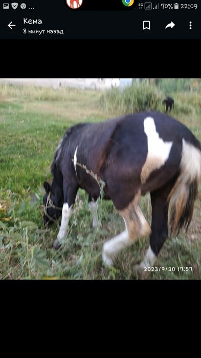 Лошади полтара года не обученные