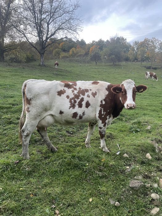 Vând 3 vaci bune de lapte