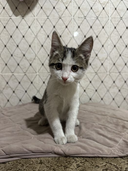 Пристраивается котенок мальчик!