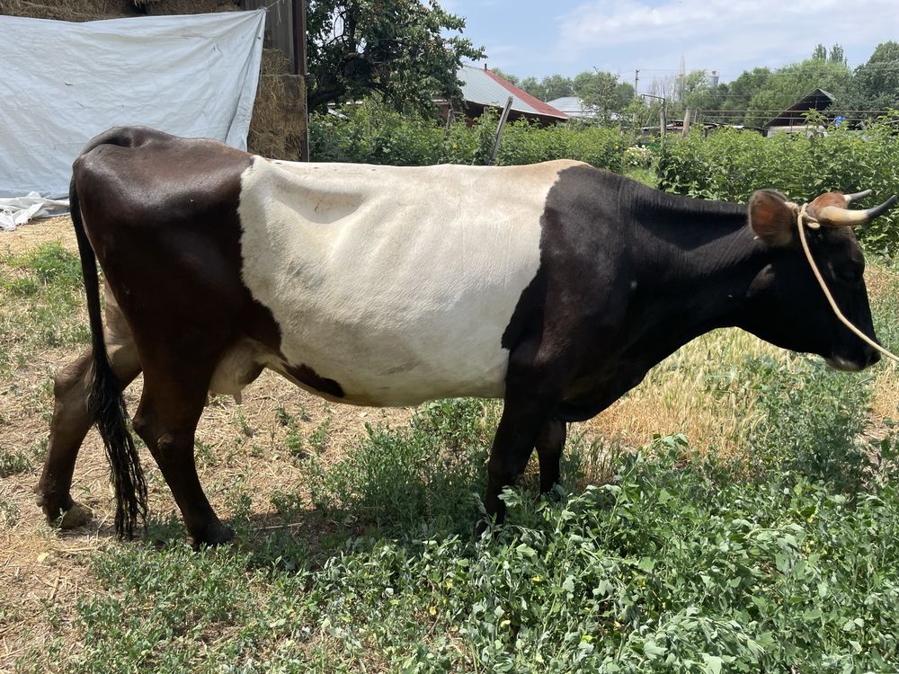 Продам коров и телят