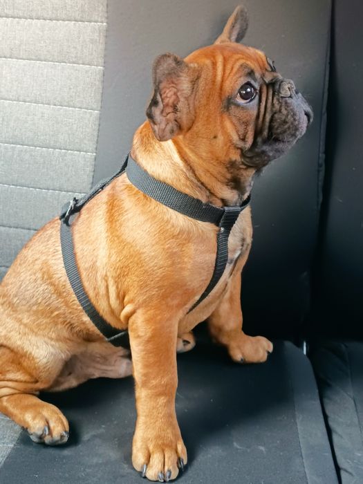 ПРОДАЕТСЯ ! Щенок французского бульдога