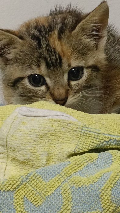 Pisica de pentru adopție gratuita (pisica are un suflet foarte bun)