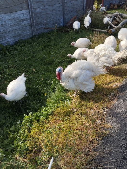 Curci femele și masculi doar albe