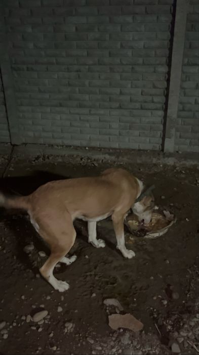 Продам собачку девочка