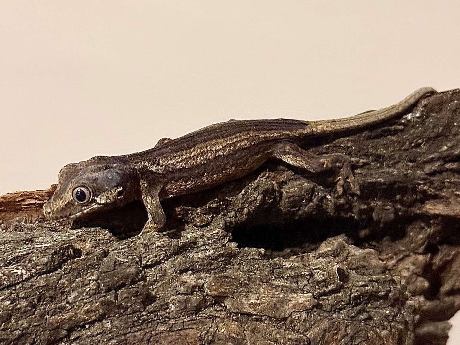 Новокаледонски гекон / Rhacodactylus auriculatus