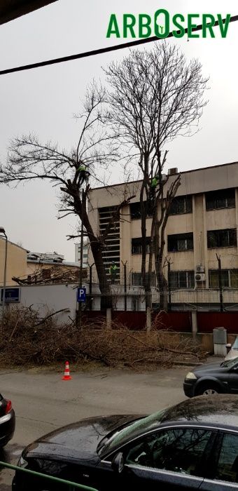 Taieri doborari si toaletari arbori copaci pomi orice dificultate