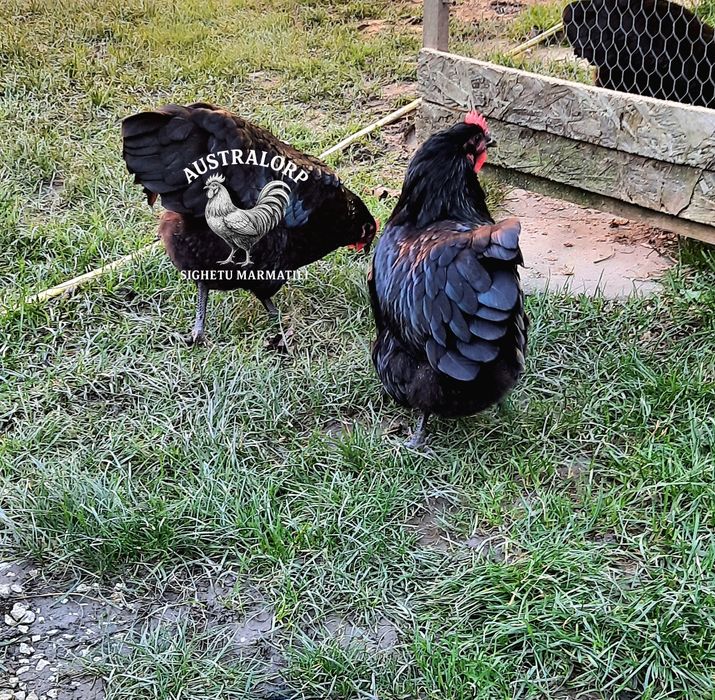 Pt incubat Ouă Australorp Negru