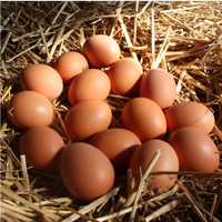 Ouă incubat rasele Playmouth, Australorp, Brahma