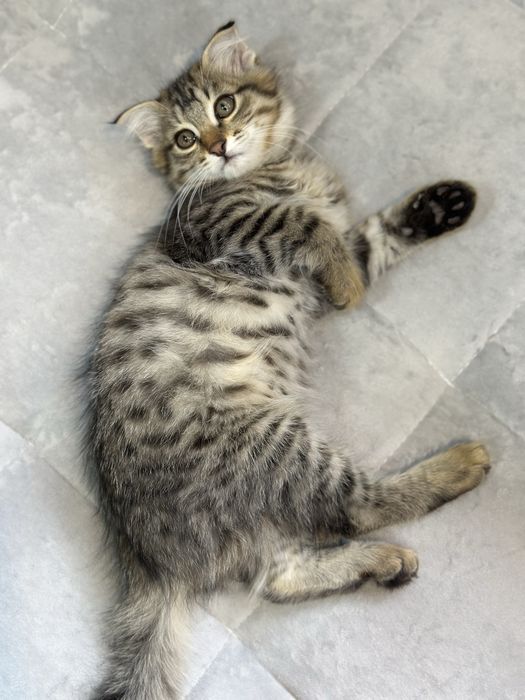 Котята от Скотиш фолд,Бесплатно,домашние, на лоток приучены