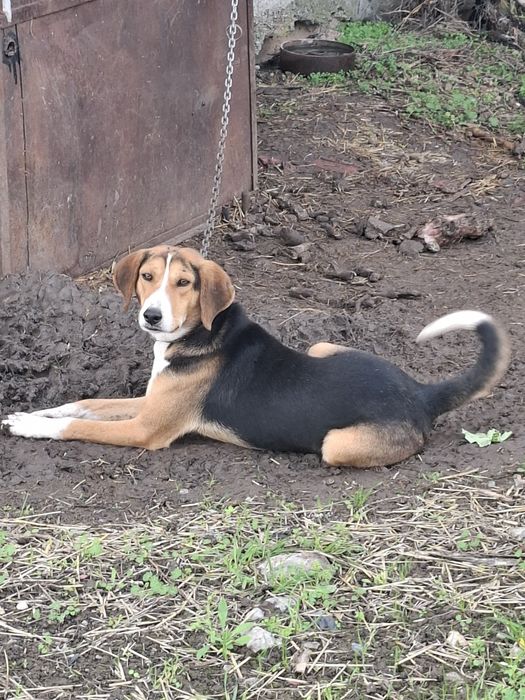 Сръбско гонче на 9 месеца