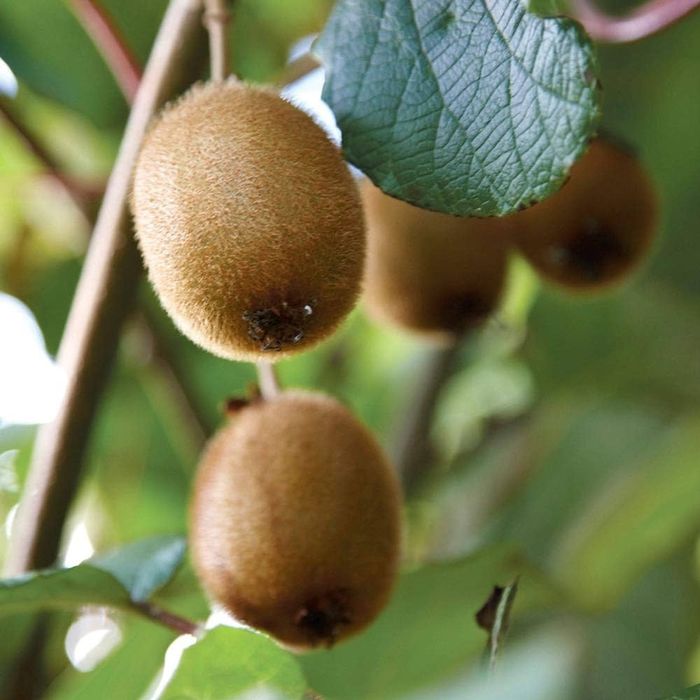 Kiwi Jenny autofertil