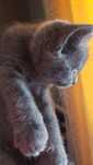 Британский котёнок
