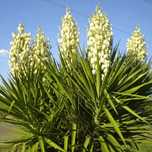 Yucca de gradina
