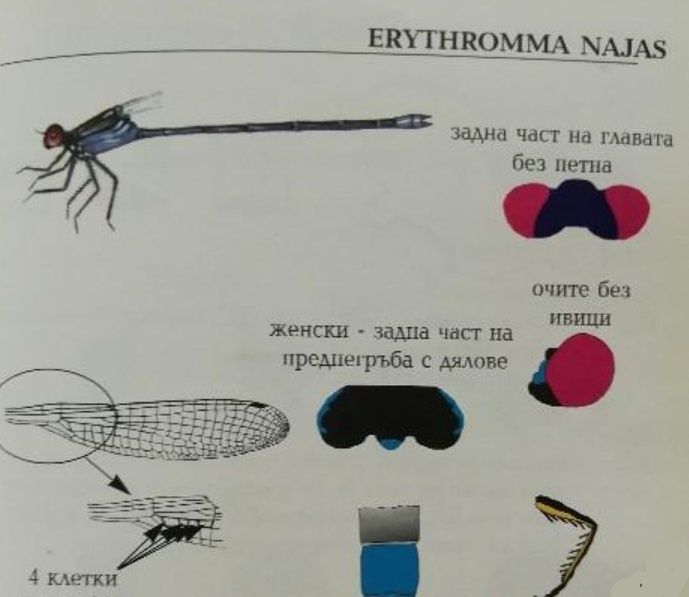 Джобен полеви определител на водните кончета на България