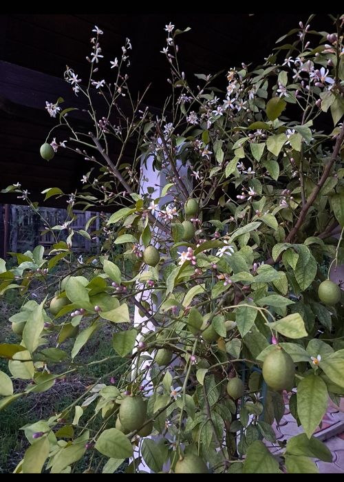 Lamai în vârstă de 9 ani