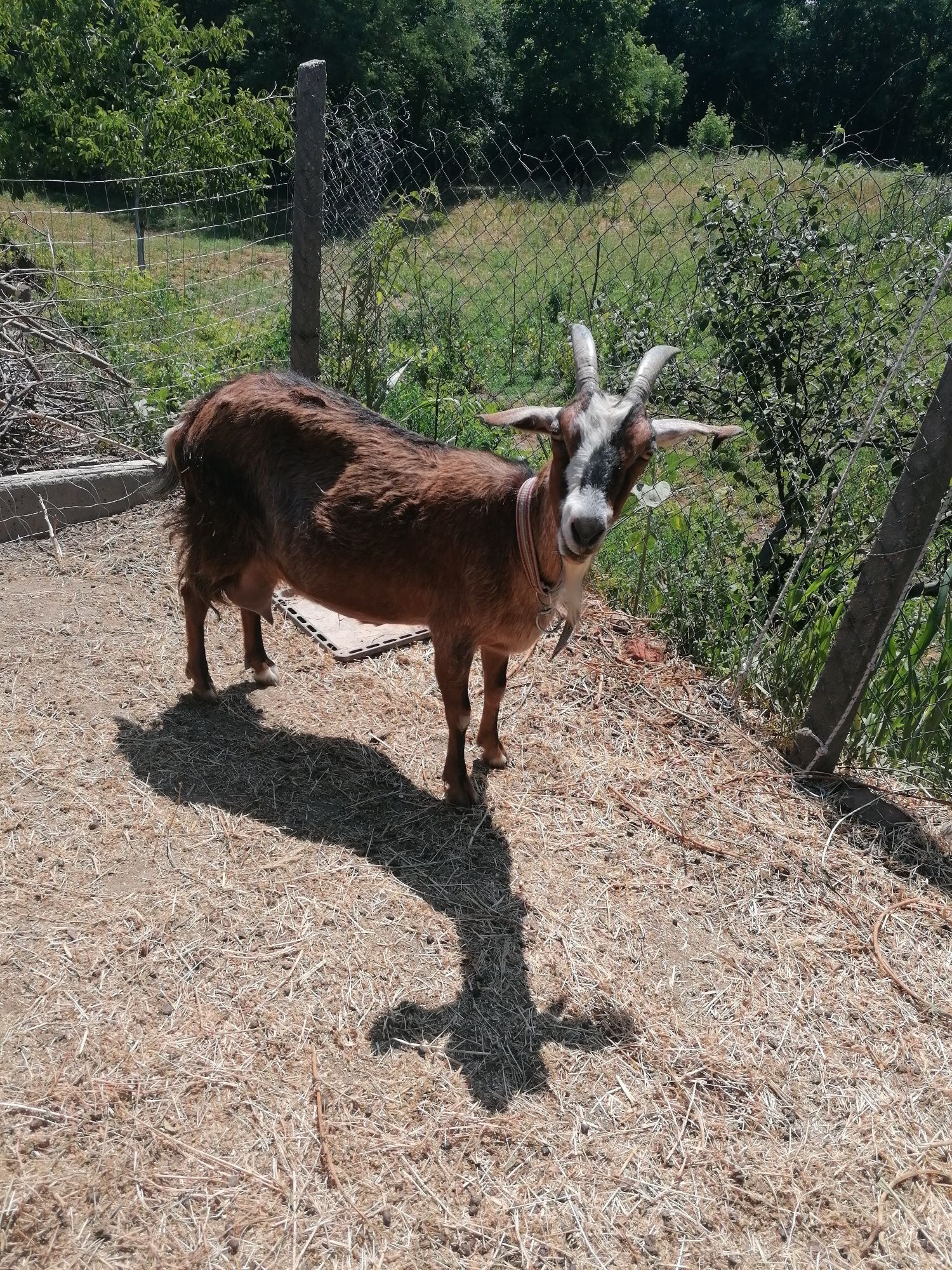 Vând 2 capre bune de laptesi 5 iezi(2 fete și 3 băieți)
