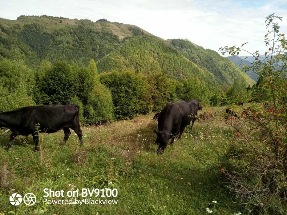 se vinde taur ABERDEEN ANGUS negru