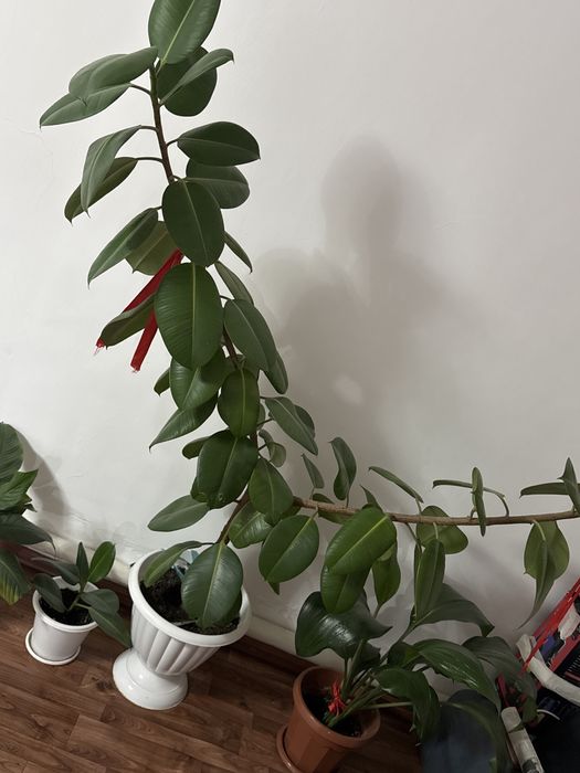 Комнатные цветы высокие