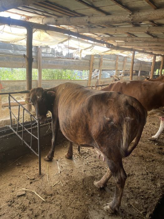 Продам коров десять  голов стоят на откорме жирные