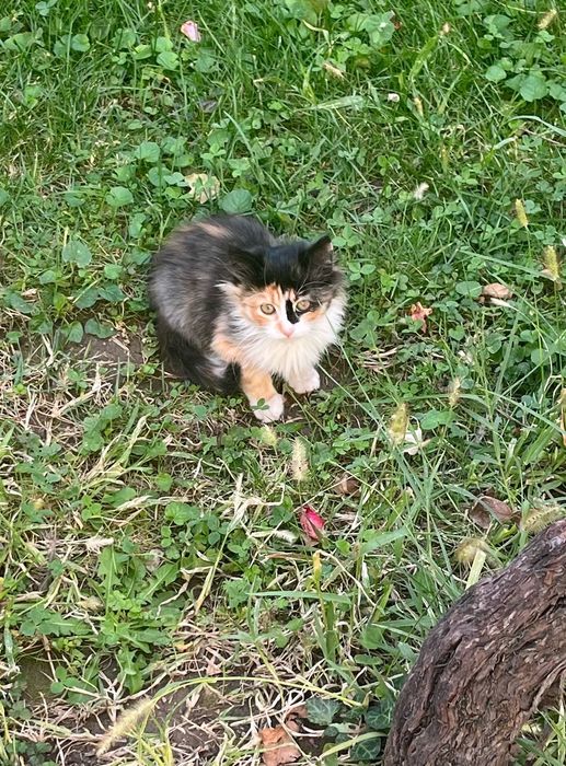 Подарявам котета