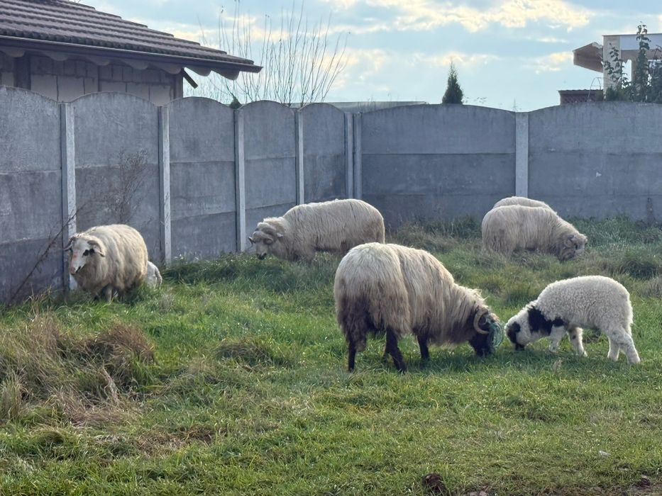 Oii Miei Berbeci de vînzare